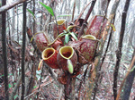 080309_N-ampullaria.jpg2.jpg