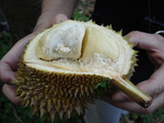 070715_Durian.jpg