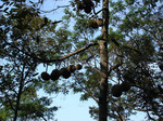 070715_Durian_tree.jpg