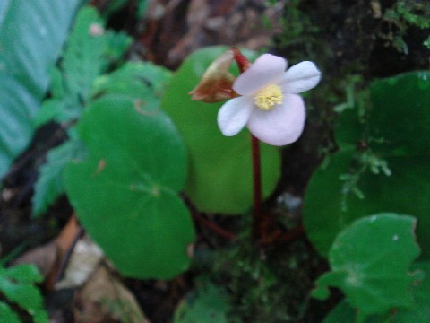 熱帯雨林に咲く花 Happy Time In My Life From Malaysia